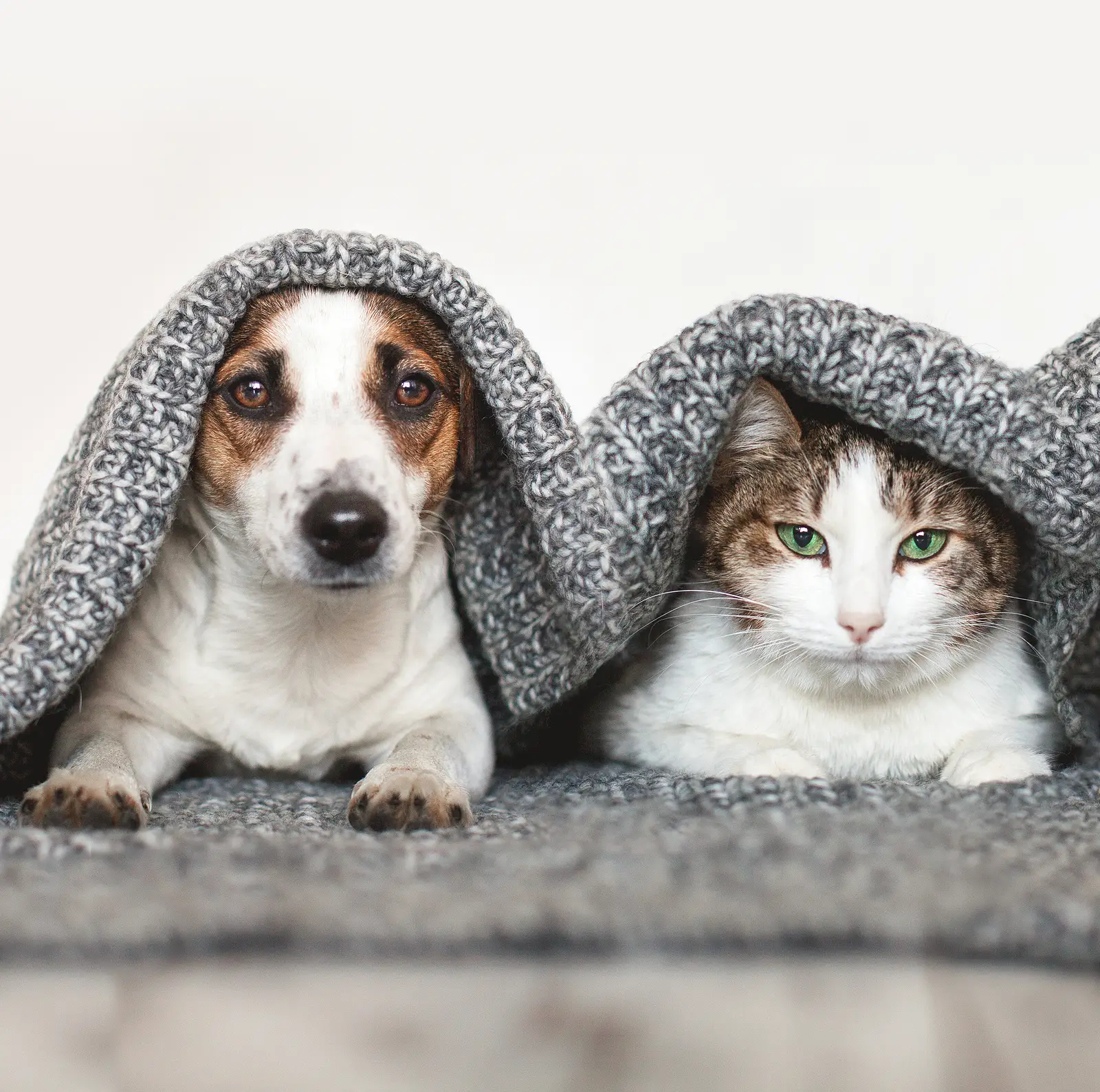 Pet-Friendly Rentals Done Right: A Landlord’s Guide to Success in Coeur d’Alene
