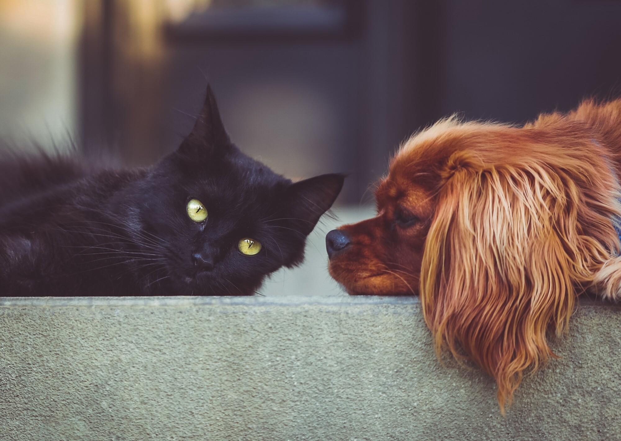 Pros and Cons of Allowing Pets in a Rental Property in Coeur d'Alene